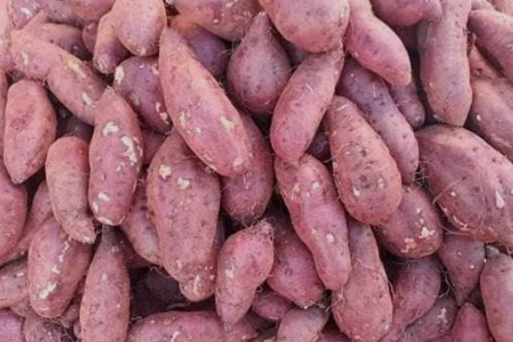 Giá khoai lang tăng trở lại