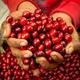 Giá cà phê Robusta lao dốc 10,5%, Arabica mất hơn 3% trong tuần