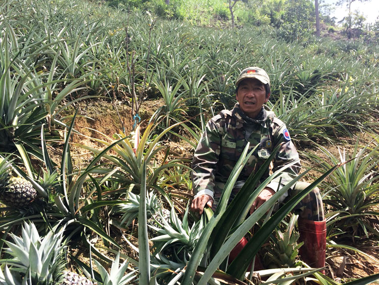 Ông Trương Công Tâm thu hoạch thơm trong vườn