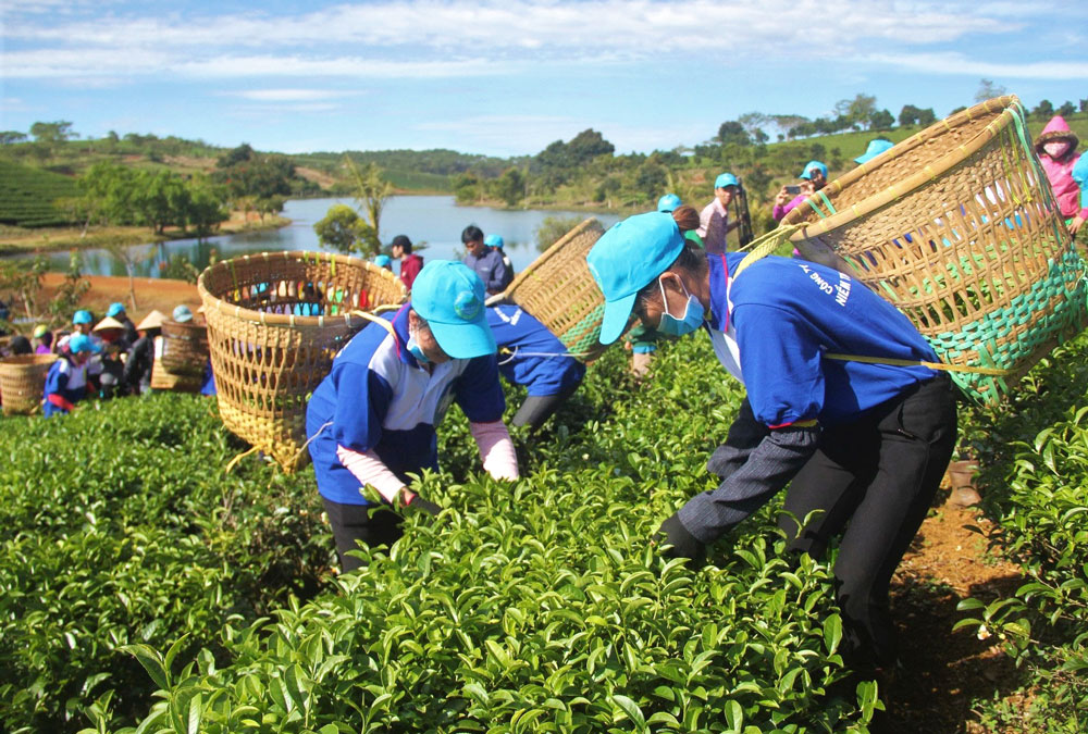 Nông trường chè Tâm Châu (xã Lộc Tân, huyện Bảo Lâm), điểm đến hấp dẫn của Tour du lịch canh nông. Ảnh: K.Phúc