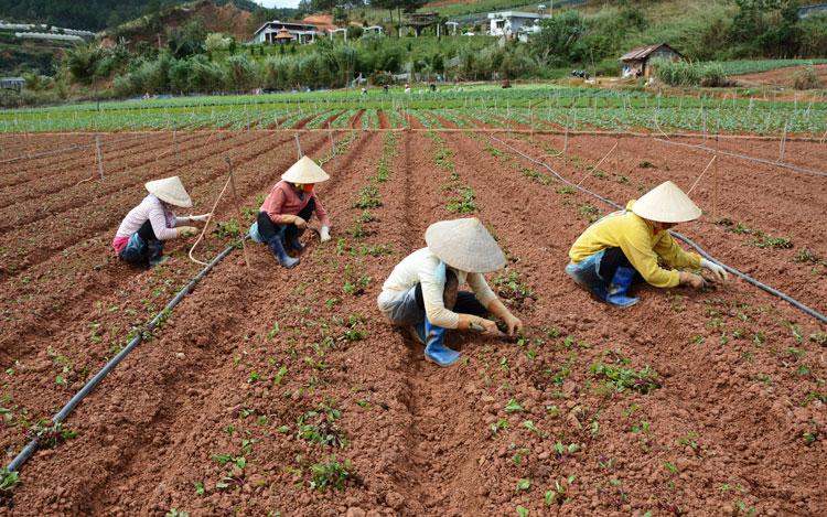 Nông dân Đà Lạt xuống giống rau chuẩn bị cho thị trường tết