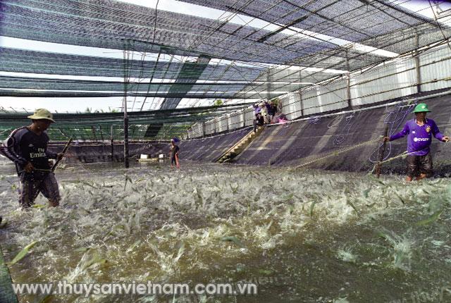 Tôm nuôi tại Công ty Hải Nguyên cho năng suất cao   Ảnh: Phan Thanh