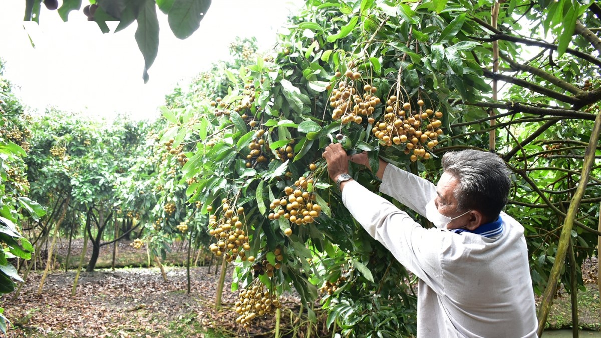 Ông Cao Văn Đào, ngụ ấp 2, xã Thới Hưng, huyện Cờ Đỏ với diện tích 2,5 ha nhãn, dự kiến thu hoạch được khoảng 60 tấn nhãn.