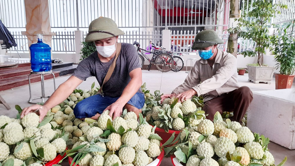 Bắc Giang, Covid-19, tiêu thụ nông sản, gỡ khó khâu lưu thông