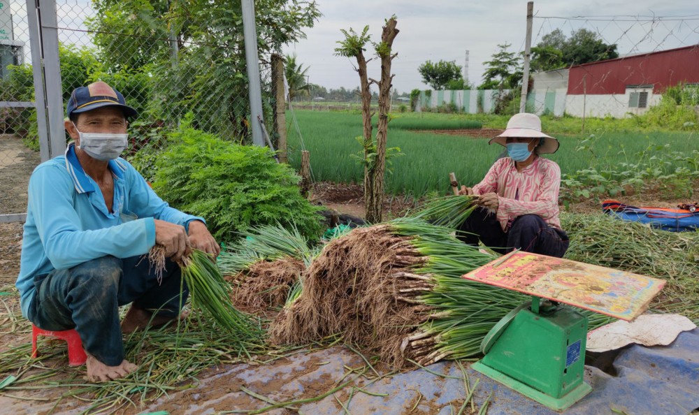 Giá bán lẻ nhiều loại rau củ quả trên thị trường tương đối cao nhưng giá bán sản phẩm tại nơi sản xuất lại thấp. Trong ảnh:  Trồng hành lá tại một hộ dân ở quận Ô Môn, TP Cần Thơ.