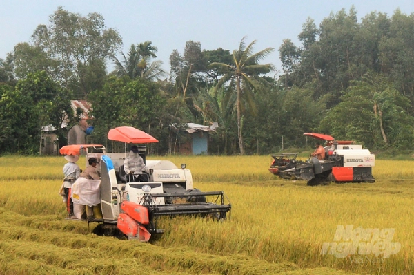 Đến nay, lúa hè thu mới thu hoạch được khoảng 600.000 ha.