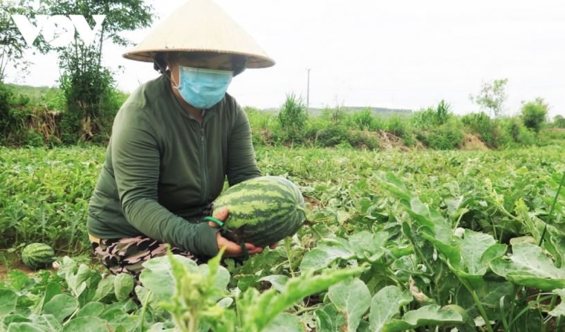 Nông dân huyện Tuy An thu hoạch dưa hấu.