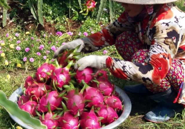 Thanh long Bình Thuận được sản xuất và thu hoạch theo chuẩn VietGAP đáp ứng nhu cầu và thị hiếu của nhiều thị trường xuất khẩu.