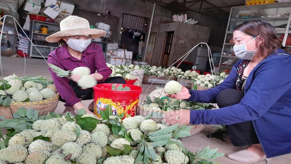 na, nhãn, Lục Nam, Bắc Giang