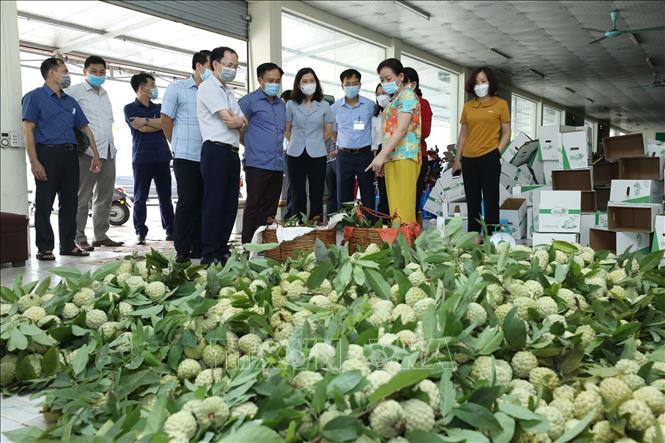 Đoàn công tác kiểm tra, khảo sát sản xuất, tiêu thụ na theo tiêu chuẩn VietGAP của Hợp tác xã nông sản huyện Chi Lăng. Ảnh: Anh Tuấn/TTXVN