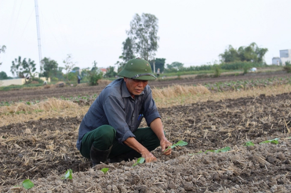 Hiện tại, rau vụ thu tại các tỉnh ĐBSH đang bước vào sản xuất. Ảnh: Hưng Giang.