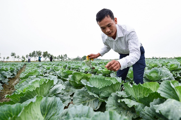 Cục Trồng trọt nhận định, có thể xẩy ra thiếu hụt rau tại các tỉnh phía Nam dịp cuối năm. Ảnh: Tùng Đinh.