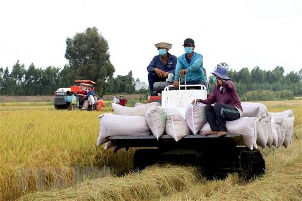 Thu hoạch lúa tại Long An. (Ảnh: Bùi Giang/TTXVN)