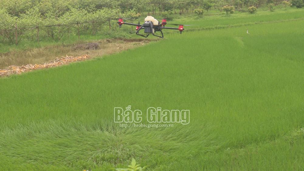 máy bay không người lái; phun thuốc; công nghệ; Bắc Giang