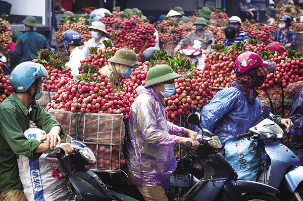 Vải thiều Lục Ngạn năm nay được đánh giá được mùa, và giá cả tương đương với năm 2020.