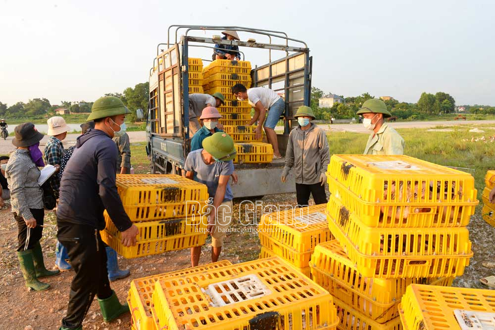 gia thực phẩm, giá lợn, giá vịt, giá gà, gia cầm, chăn nuôi