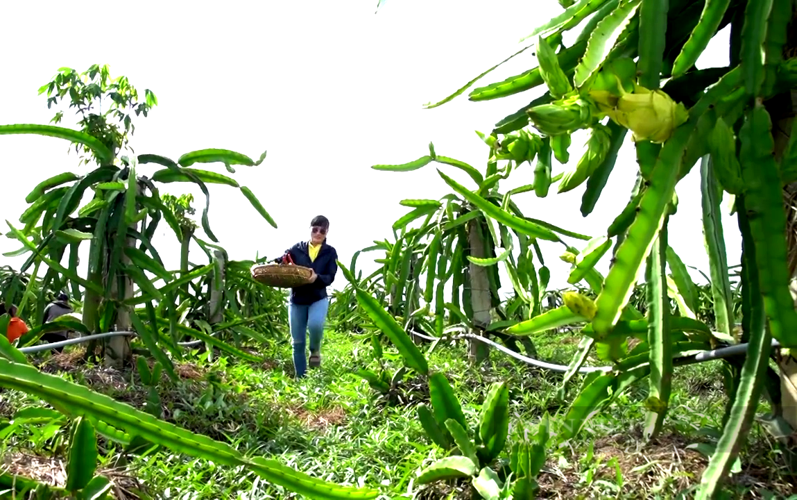 Trồng thanh long vàng đặc sản đang giúp chị Lê Ngọc Thảo (TX Gò Công, tỉnh Tiền Giang) dấn thân vào lĩnh vực nông nghiệp thuận tự nhiên. Ảnh: Trần Đáng.