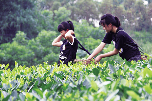 Nông dân Bản Ven thu hoạch chè.