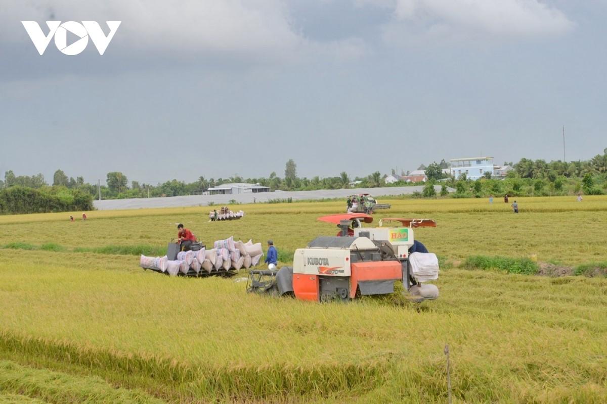 Nông dân ở một số địa phương vẫn đang chờ thương lái đến thu mua