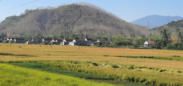 Những cánh rừng trồng bị cháy khô ở huyện Tây Sơn (Bình Định), nhìn từ xa kéo dài nối tiếp nhau. Ảnh: Vũ Đình Thung.