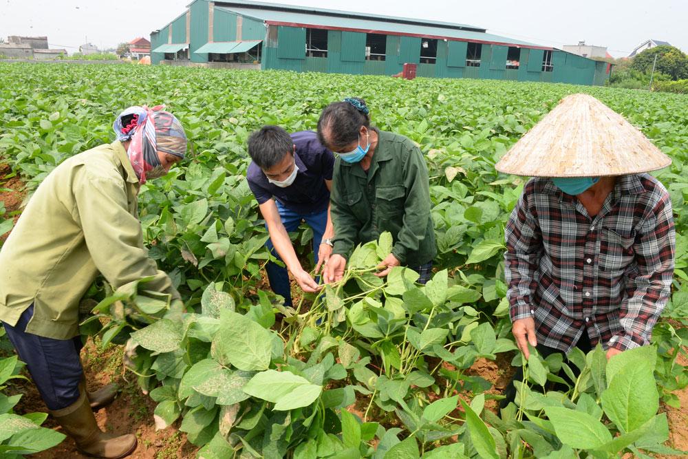 Bắc Giang, sản xuất nông nghiệp,  liên kết sản xuất, doanh nghiệp, hợp tác xã