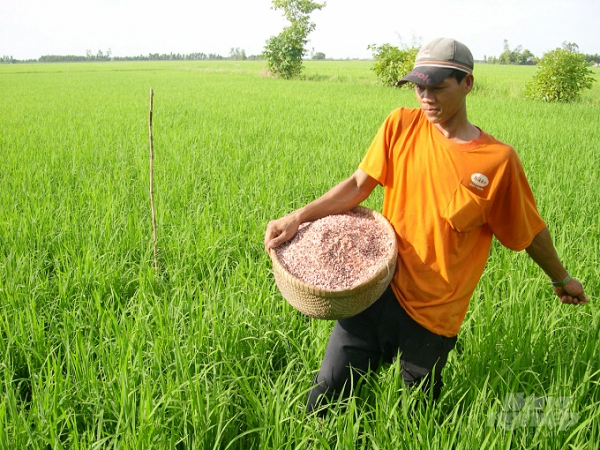 ĐBSCL là vựa lúa của cả nước, đồng thời cũng đang là vùng đang sử dụng vật tư phân bón, thuốc BVTV rất lãng phí. Ảnh: LHV.