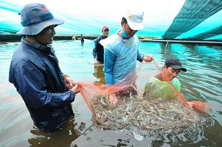 Các nhà máy chưa đẩy mạnh thu mua tôm sú nên giá bán ngoài thị trường khá bình ổn Ảnh: NGỌC TRINH