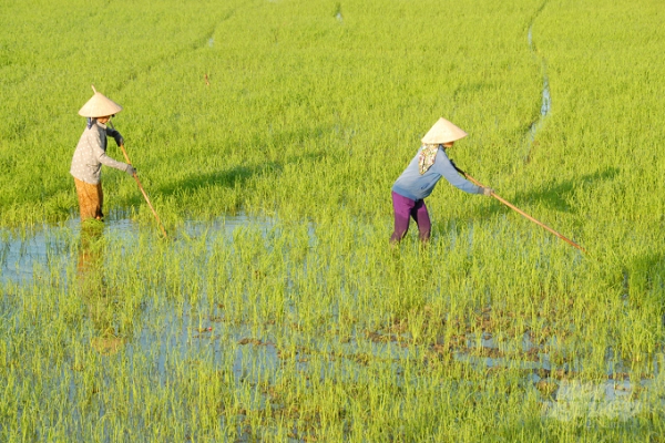 Một trong những giải pháp nhằm tạo nền tảng căn cơ cho sản xuất lúa bền vững, hiệu quả của ĐBSCL trước hết cần thay đổi tư duy, nhận thức cho nông dân. Ảnh: LHV.