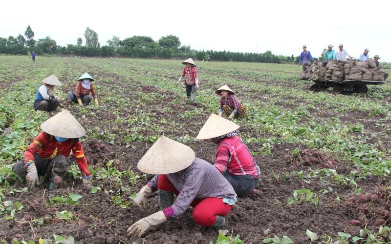 Vĩnh Long đang cần hỗ trợ tiêu thụ 27.000 tấn khoai lang tím. Ảnh: BCT