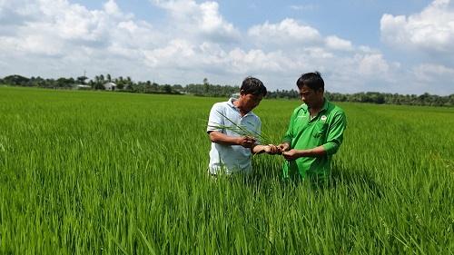 Tập đoàn Lộc Trời tuân thủ chặt chẽ các tiêu chuẩn từ giống, canh tác, thu hoạch...