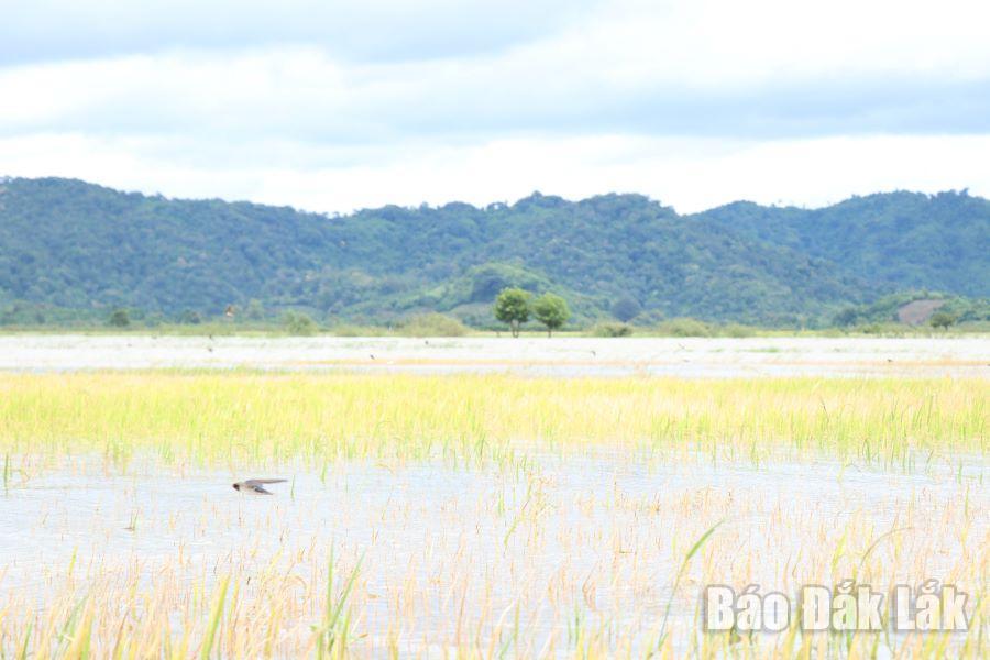 Cánh đồng thôn Hòa Bình, xã Đắk Liêng bị ngập chìm trong nước.