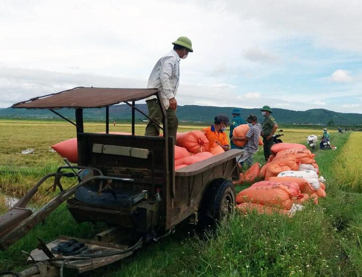 Các lực lượng công an, đàon thể giúp bà con huyện Bố Trạch tranh thủ thu hoạch diện tích lúa chạy mưa lũ.