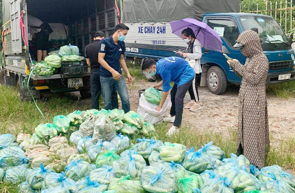 Nhờ sự vào cuộc của các cấp chính quyền địa phương, nông sản của người dân xã Song Phương (huyện Hoài Đức) vẫn được tiêu thụ ổn định.