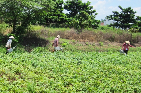 Diện tích trồng màu của xứ rẫy Bình Tân đang giảm mạnh.