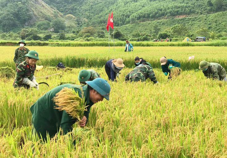 Cán bộ, chiến sỹ Đoàn Kinh tế-Quốc phòng 79 giúp đồng bào Vân Kiều bản 25 thu hoạch lúa hè-thu