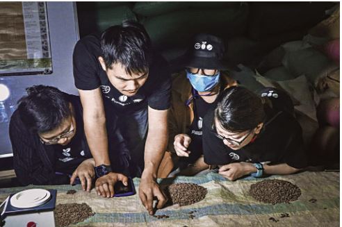 Phân loại cà phê bằng tay