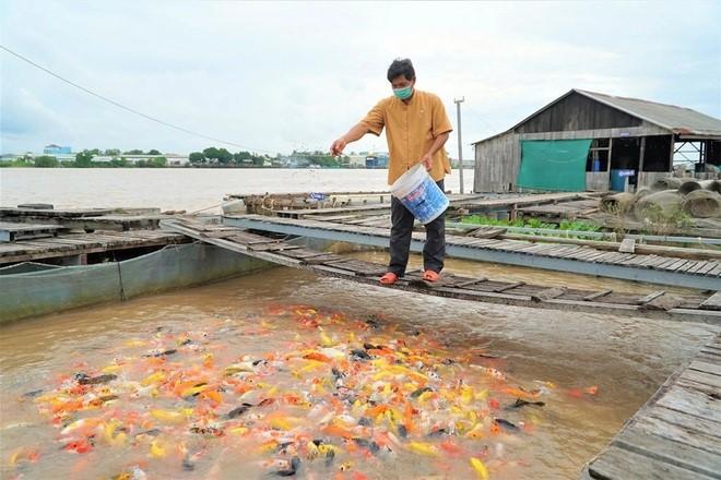 Ông Lý Văn Bon đang cho cá ăn (Ảnh: Bảo Kỳ).