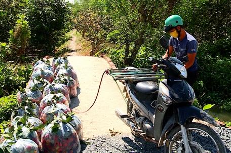 Thương lái đến tận vườn thu mua chôm chôm.