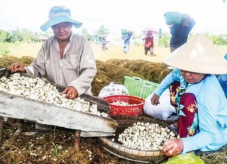 Nông dân trên địa bàn TP Cần Thơ tận dụng nguồn phụ phẩm rơm rạ để trồng nấm rơm giúp tạo thêm công ăn việc làm.