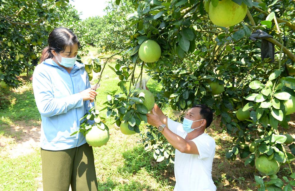 Bắc Giang, cam, bưởi, tiêu thụ, kết nối tiêu thụ