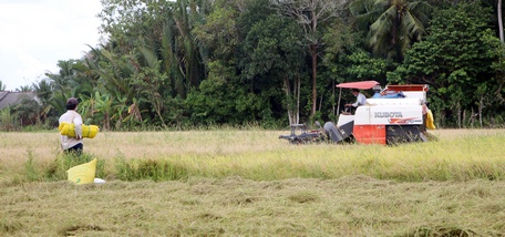 Cần tập trung nhóm giống lúa chất lượng để xuất khẩu, giống đặc sản.