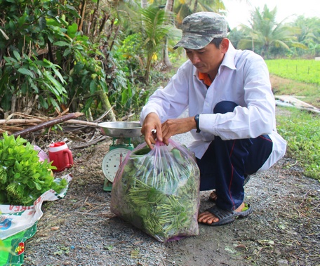 Dù bị ảnh hưởng dịch COVID-19, đến giữa tháng 9, TX Bình Minh có khoảng 450 tấn trái cây, rau màu vẫn được tiêu thụ.