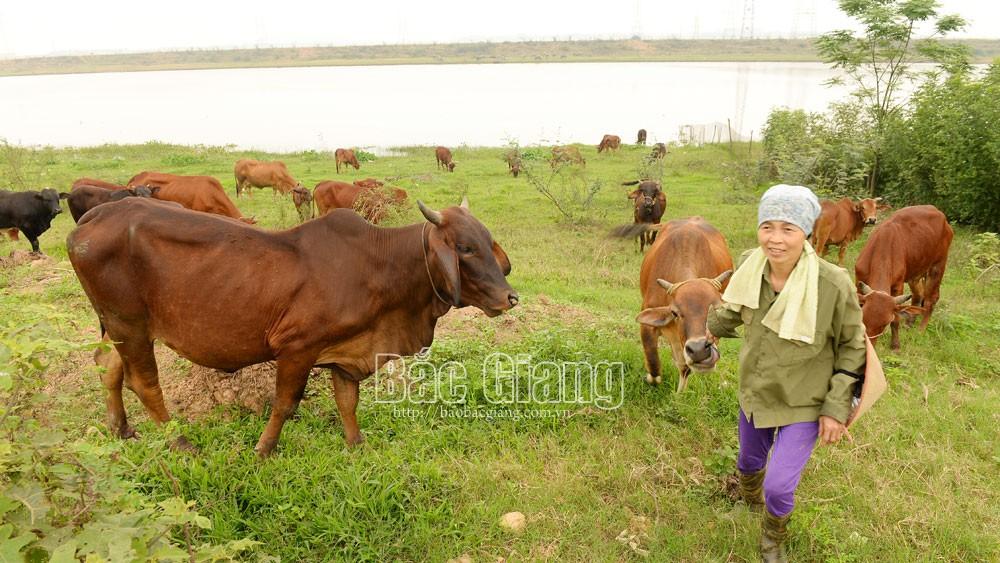 Chăn nuôi, phòng chống dịch bệnh, dịch tả lợn châu phi, vụ đông xuân