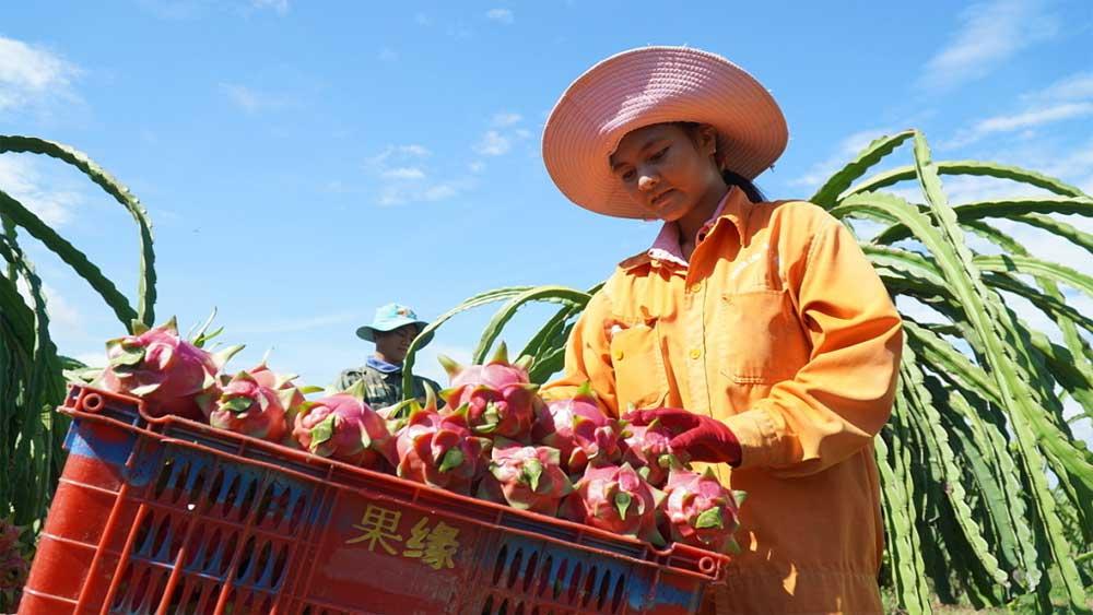 Rau quả Việt, Hàn Quốc, xuất khẩu