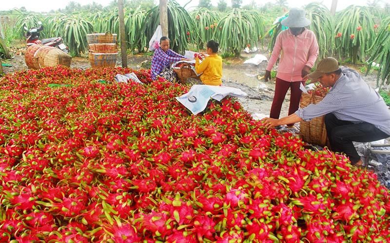 Thanh long tiêu thụ chậm, giá thấp trong đợt dịch Covid-19 vừa qua.