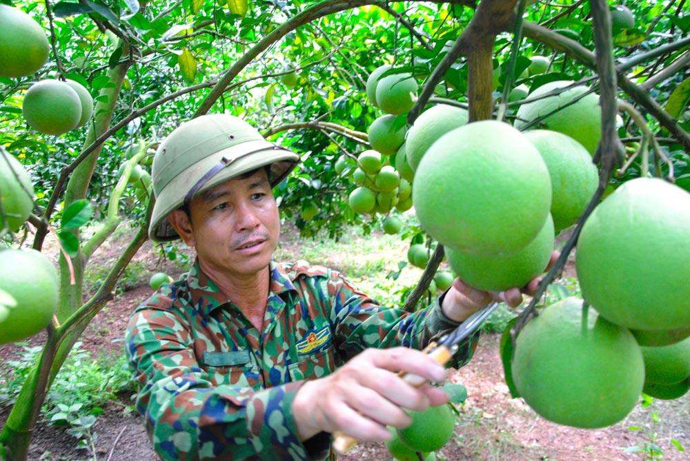 Lục Ngạn, Nâng cao chất lượng cây có múi, hướng đi bền vững, cây cam lòng vàng