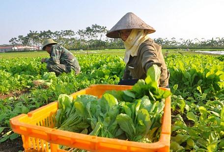 Nông dân thu hoạch rau VietGAP trên cánh đồng tại Yên Lạc (Vĩnh Phúc). Ảnh: Hải Đăng