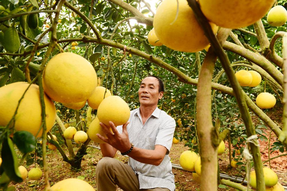 Bắc Giang, đề án, cây ăn quả, đề án cây ăn quả