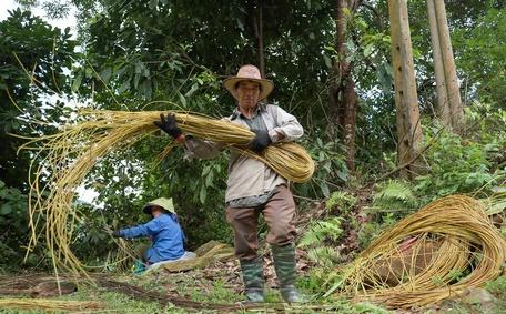 Ông Vàng A Sáng, xã Na Hối, huyện Bắc Hà (tỉnh Lào Cai) buộc ruột tế sau khi bóc vỏ.