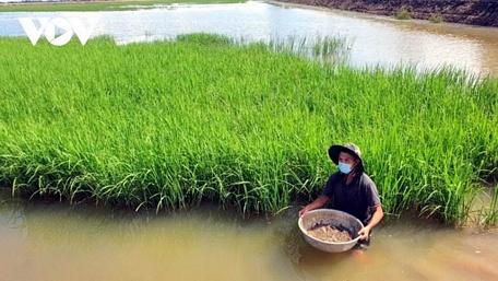 Mô hình nuôi cá linh, kết hợp nuôi tôm càng xanh trong ruộng lúa.